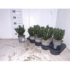 EUONYMUS JA GR SPIRE