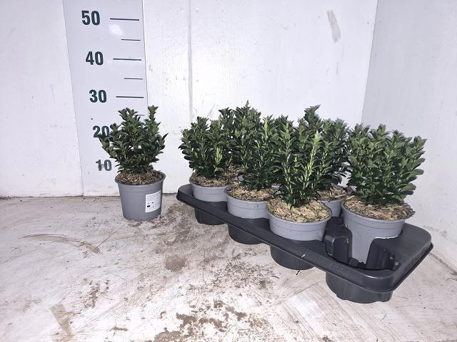 <h4>EUONYMUS JA GR SPIRE</h4>