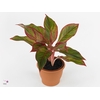 Aglaonema  'Crete'