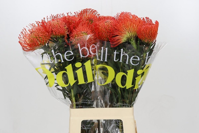 <h4>Nutans Succession</h4>