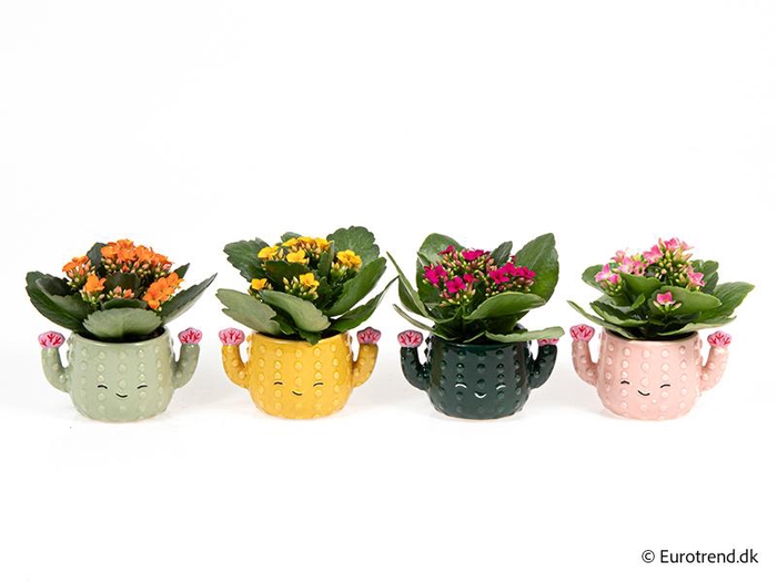 <h4>KALANCHOE BLOSSFELDIANA  p6</h4>