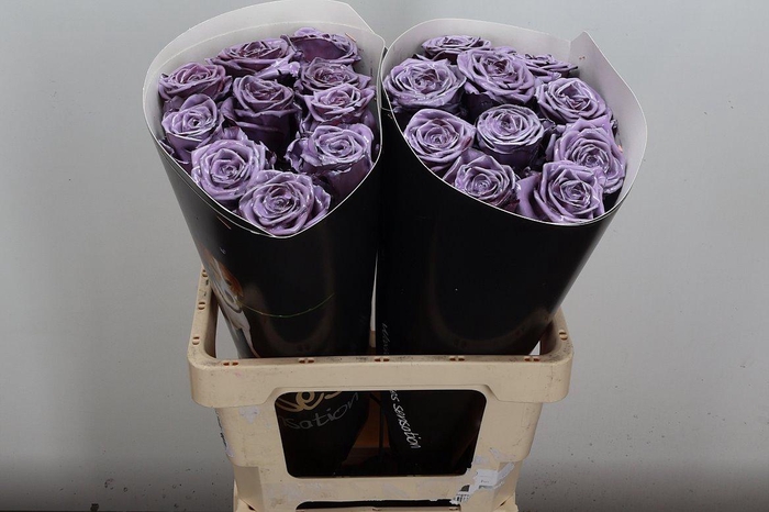 <h4>R Wx (rn) Milka</h4>