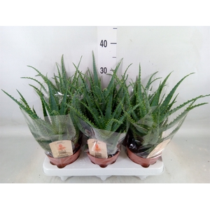 Aloe arborescens