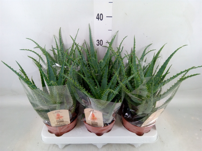 <h4>Aloe arborescens</h4>