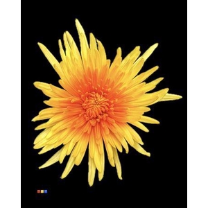 Chr G Ana Yellow + Orange