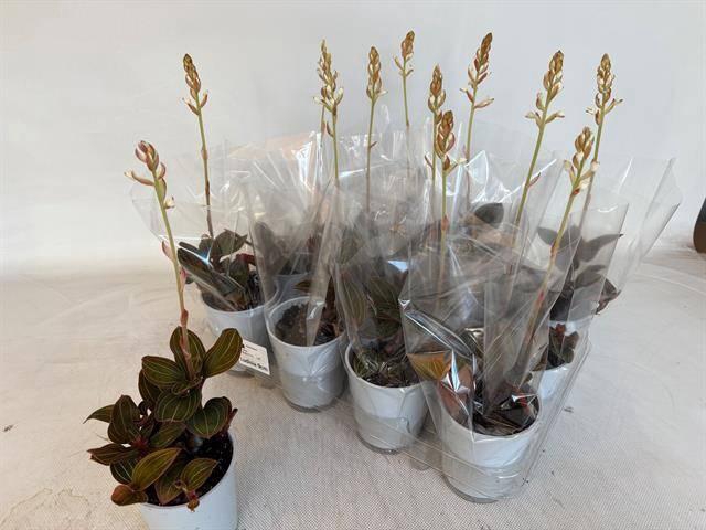 <h4>LUD DISCOLOR</h4>