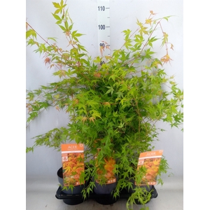 Acer palmatum 'Katsura'