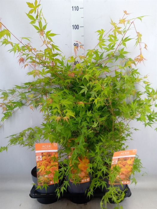 <h4>Acer palmatum 'Katsura'</h4>
