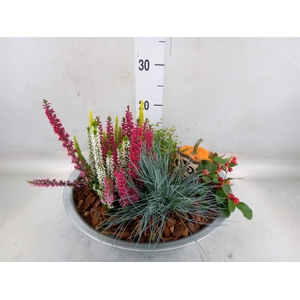 Arr.   Tuinplanten H%
