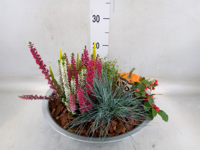 <h4>Arr.   Tuinplanten H%</h4>