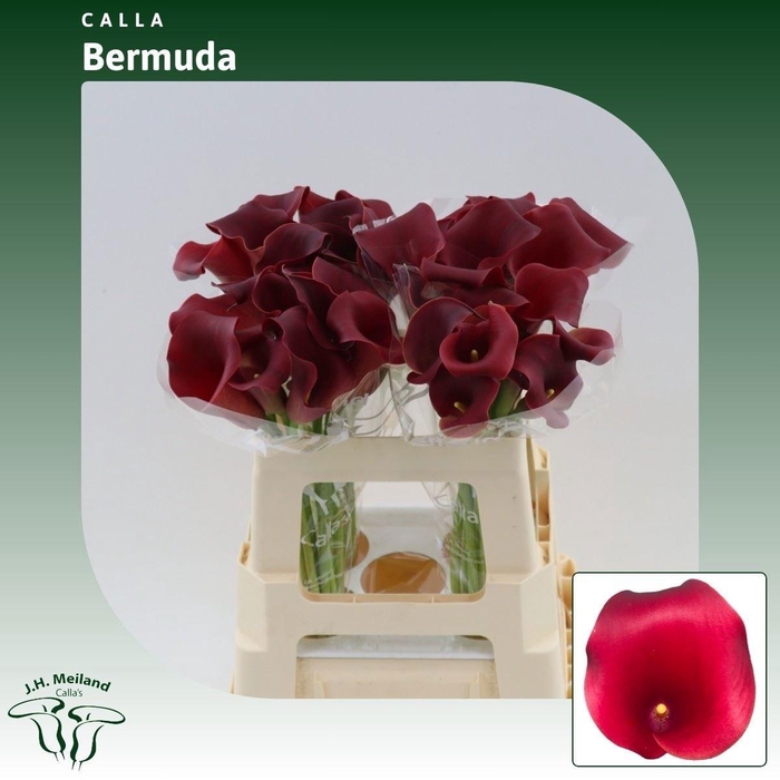 <h4>ZANT CAPT BERMUDA</h4>