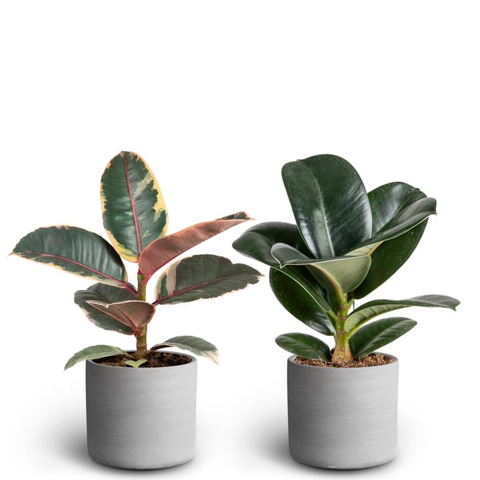 <h4>Raw Grey Ficus elas Collection</h4>