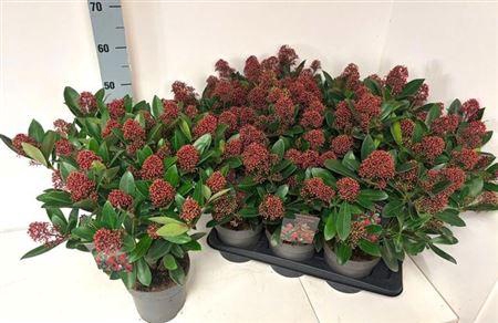 <h4>Skim J Rubella</h4>