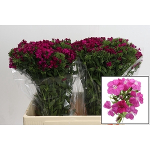 DI BARB AM NEON CHER