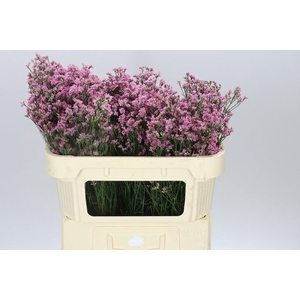 Lim. Sin Pink Anouchka