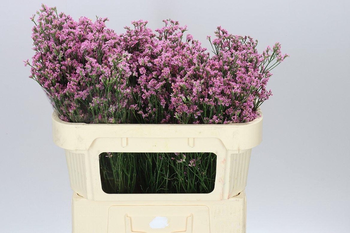 <h4>Lim. Sin Pink Anouchka</h4>