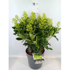 Skimmia jap. 'Finchy'