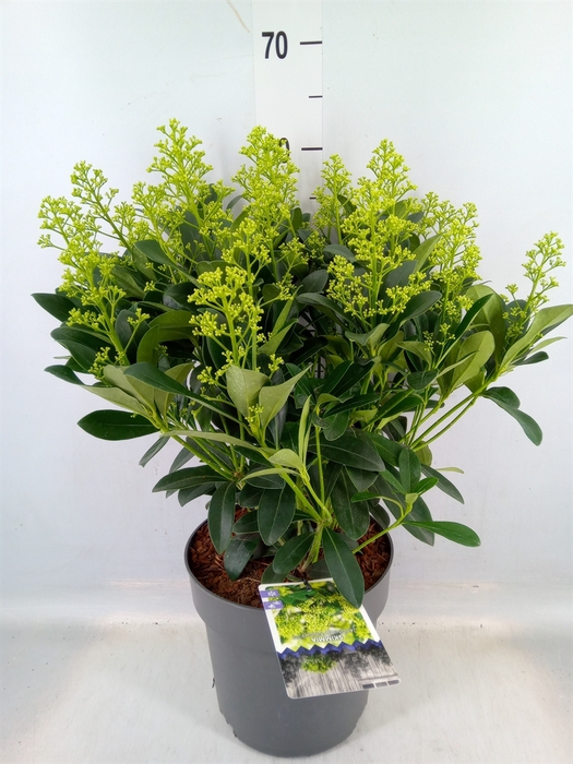 <h4>Skimmia jap. 'Finchy'</h4>