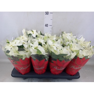 Euphorbia pulc. 'Alaska'