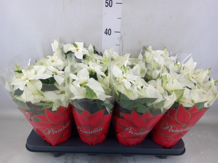 <h4>Euphorbia pulc. 'Alaska'</h4>