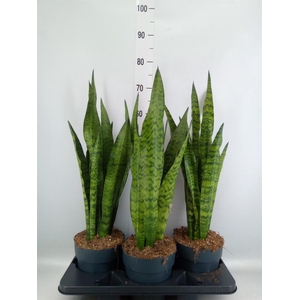 Sansevieria zeylanica