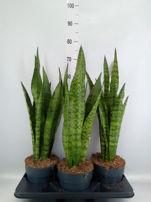 <h4>Sansevieria zeylanica</h4>