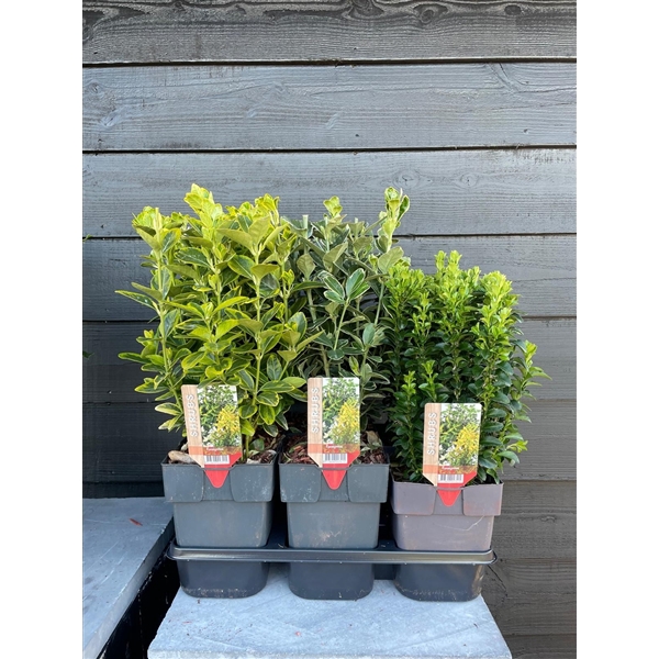 <h4>Euonymus mix P17</h4>