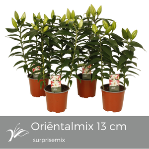 Lily Looks Surprise mix 13 cm (or. lelie)