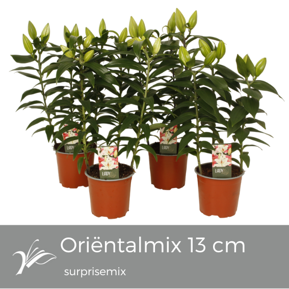 <h4>Lily Looks Surprise mix 13 cm (or. lelie)</h4>
