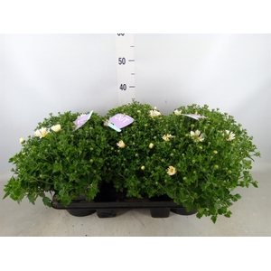 Chrysanthemum  'Leba'