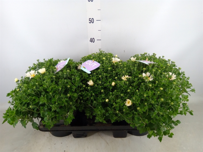 <h4>Chrysanthemum  'Leba'</h4>