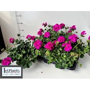 PELAR ZON MARCADA MAGENTA P17