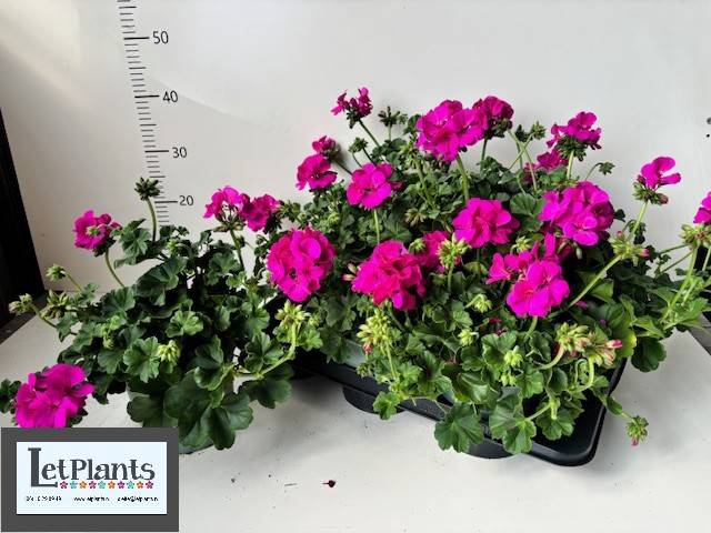 <h4>PELAR ZON MARCADA MAGENTA P17</h4>