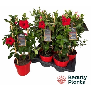 MANDE SUN DOUBLE RED