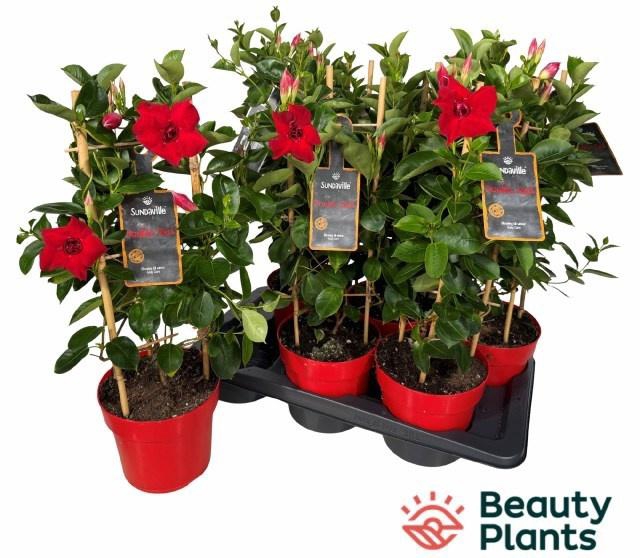 <h4>MANDE SUN DOUBLE RED</h4>