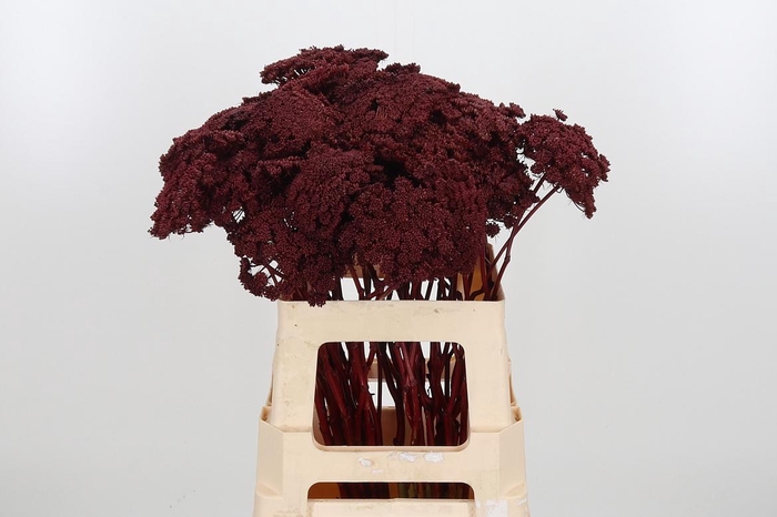 Ammi Zaad Kl Bh Bordeaux