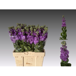 MATTH FIGARO LAVENDE