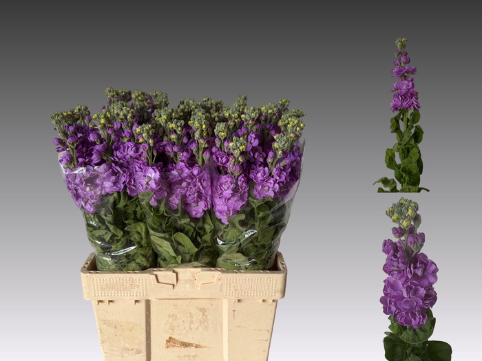 <h4>MATTH FIGARO LAVENDE</h4>