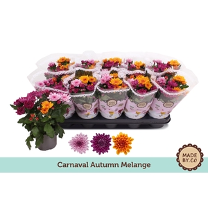 Chrysanthemum Mount Aubisque gemengd in pot