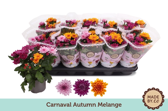 <h4>Chrysanthemum Mount Aubisque gemengd in pot</h4>