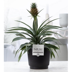 Ananas Rosita in P&PURE Liv ceramics matt black