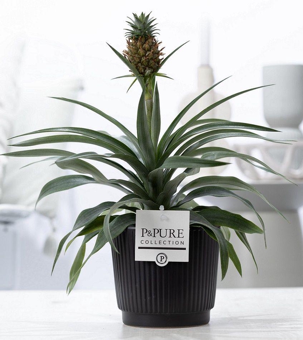 <h4>Ananas Rosita in P&PURE Liv ceramics matt black</h4>