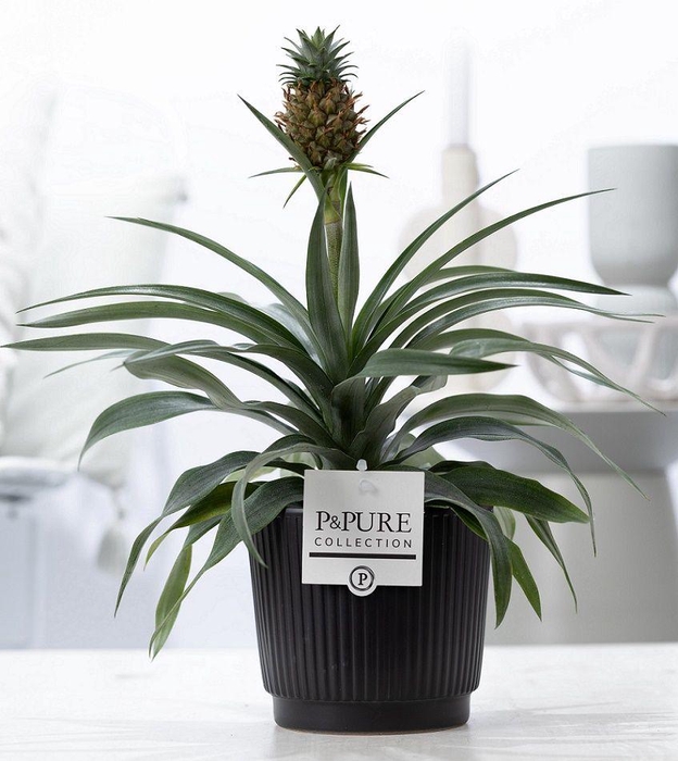 <h4>Ananas Rosita in P&PURE Liv ceramics matt black</h4>