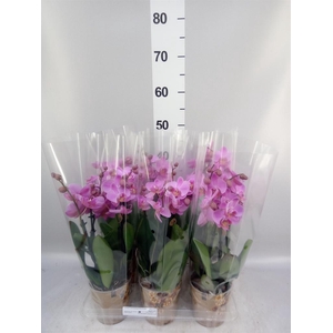 Phalaenopsis   ...mix