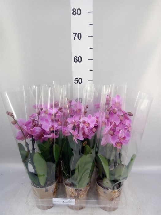 <h4>Phalaenopsis   ...mix</h4>