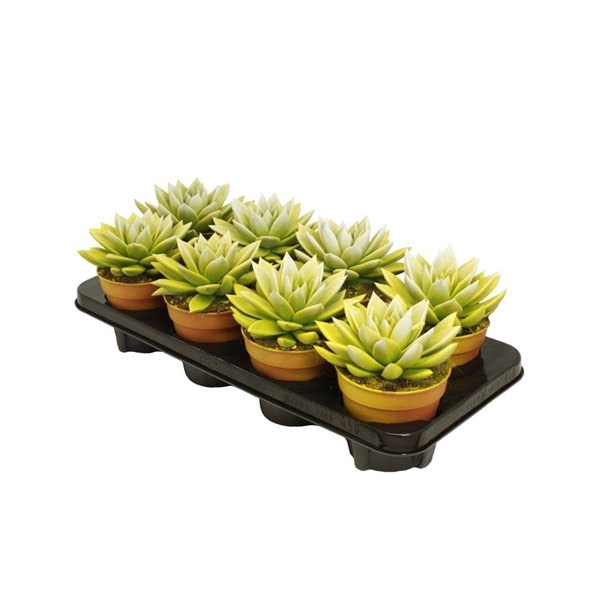 <h4>Echeveria Bicolor Yellow/White</h4>