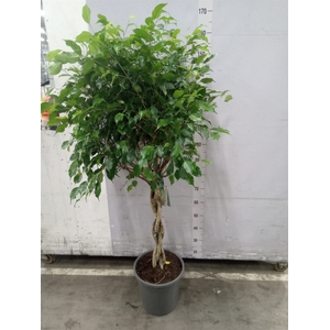Ficus benja. 'Exotica'
