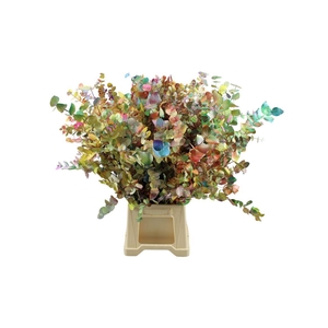 Euca Cinerea Picasso