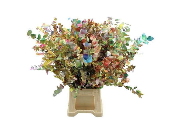 <h4>Euca Cinerea Picasso</h4>