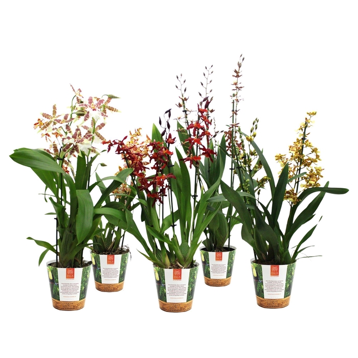 <h4>Inca Cambria mix 4+ spike in Jungle cover</h4>